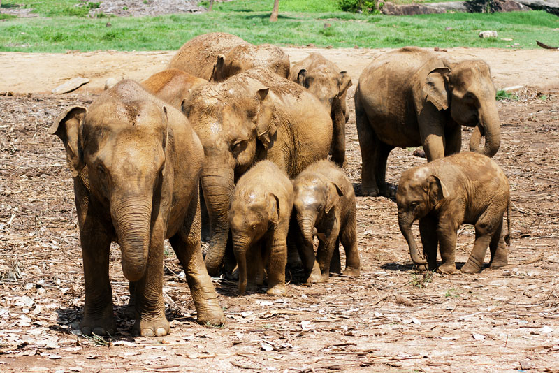 20120402_Sri Lanka_DSC04353