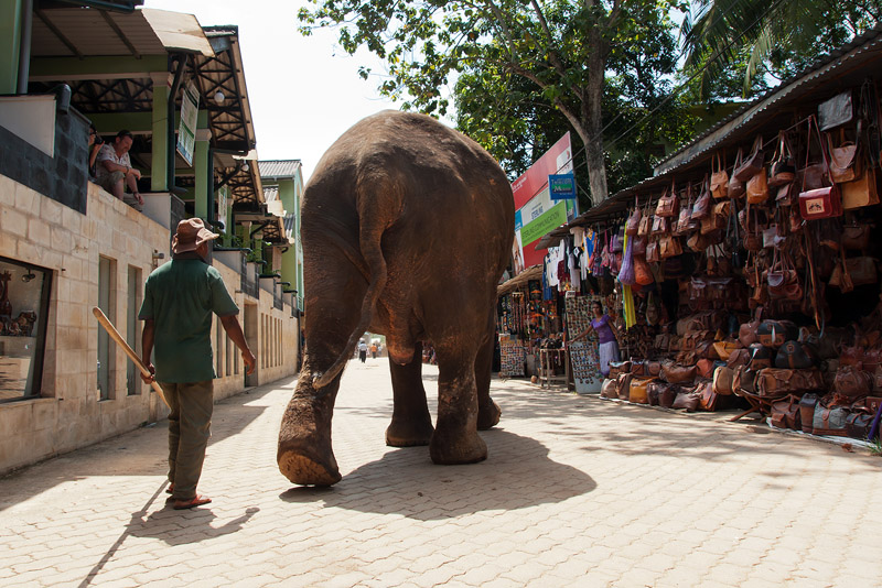 20120402_Sri Lanka_DSC04363