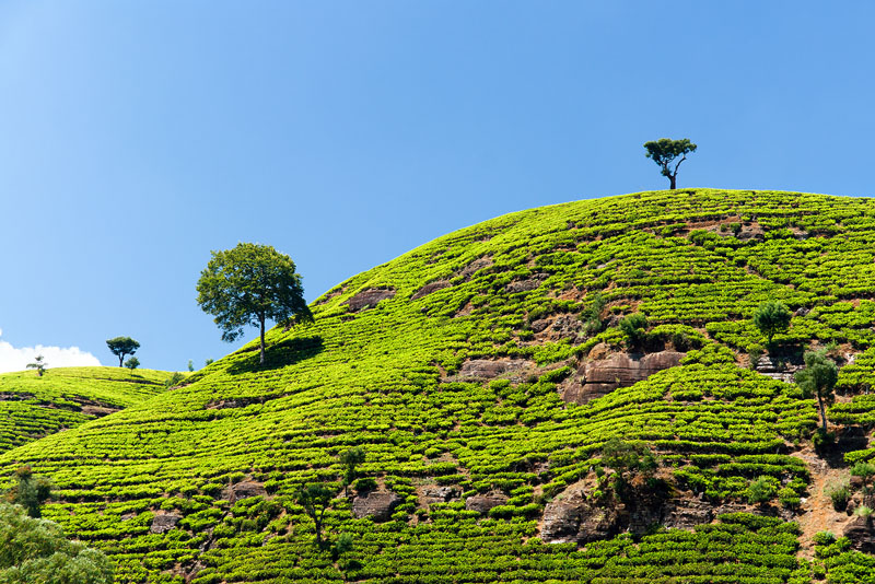 20120405_Sri Lanka_DSC04473