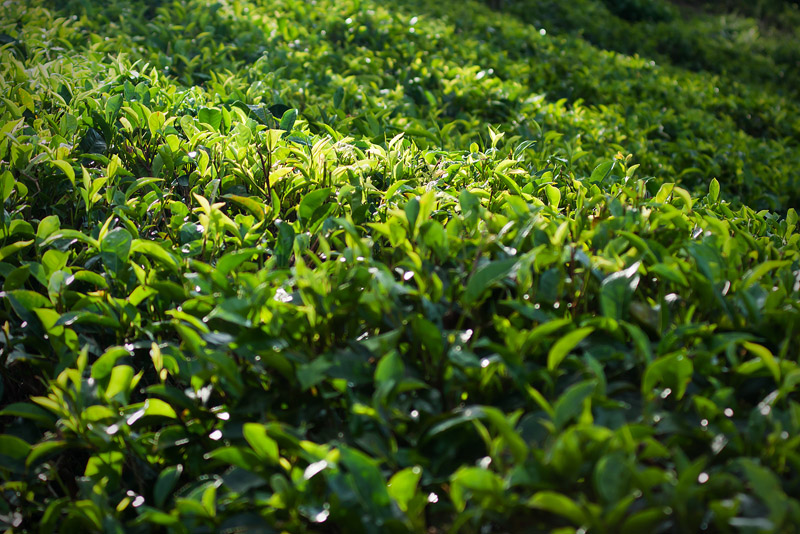 20120410_Sri Lanka_DSC04819